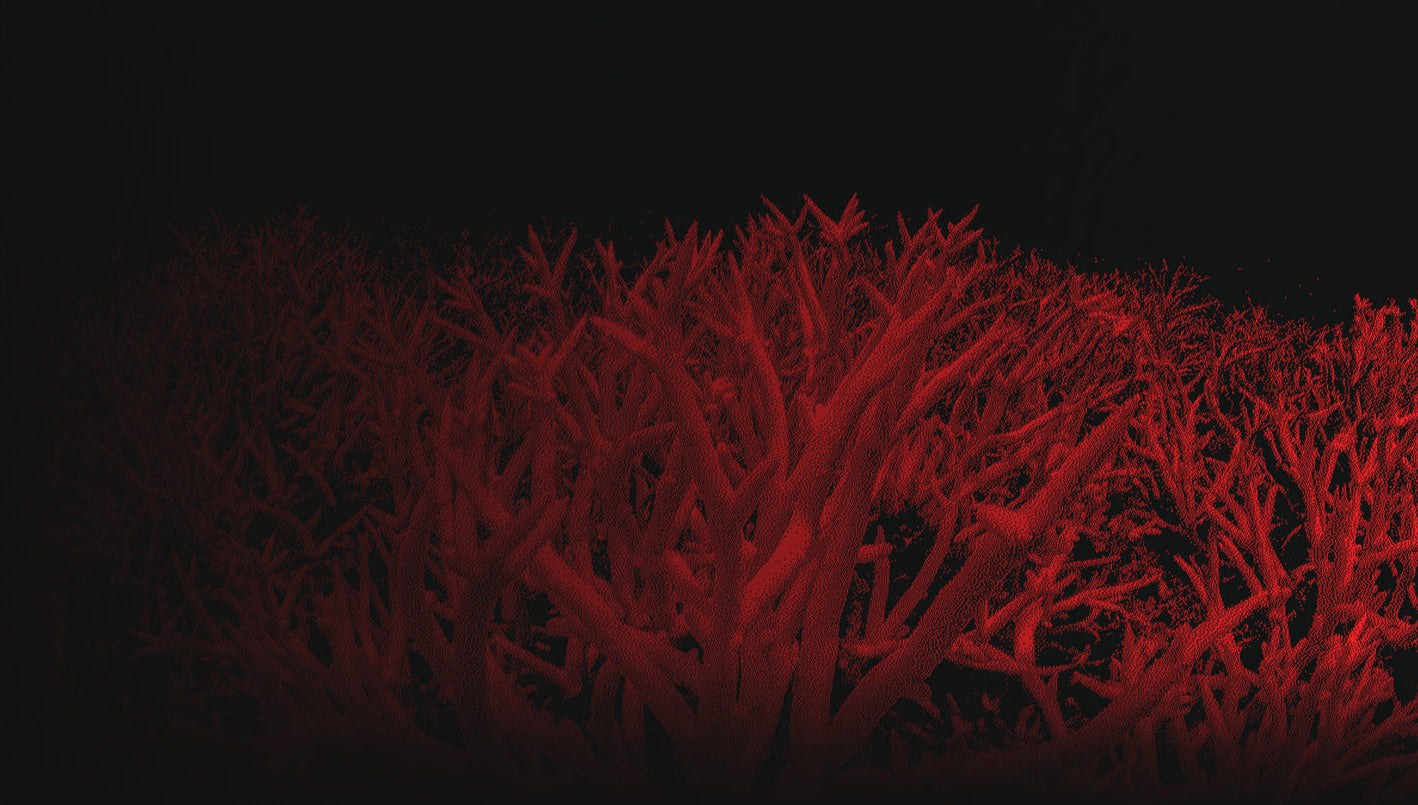 Corail rouge inspirant la collection de bijoux artisanaux Synonys